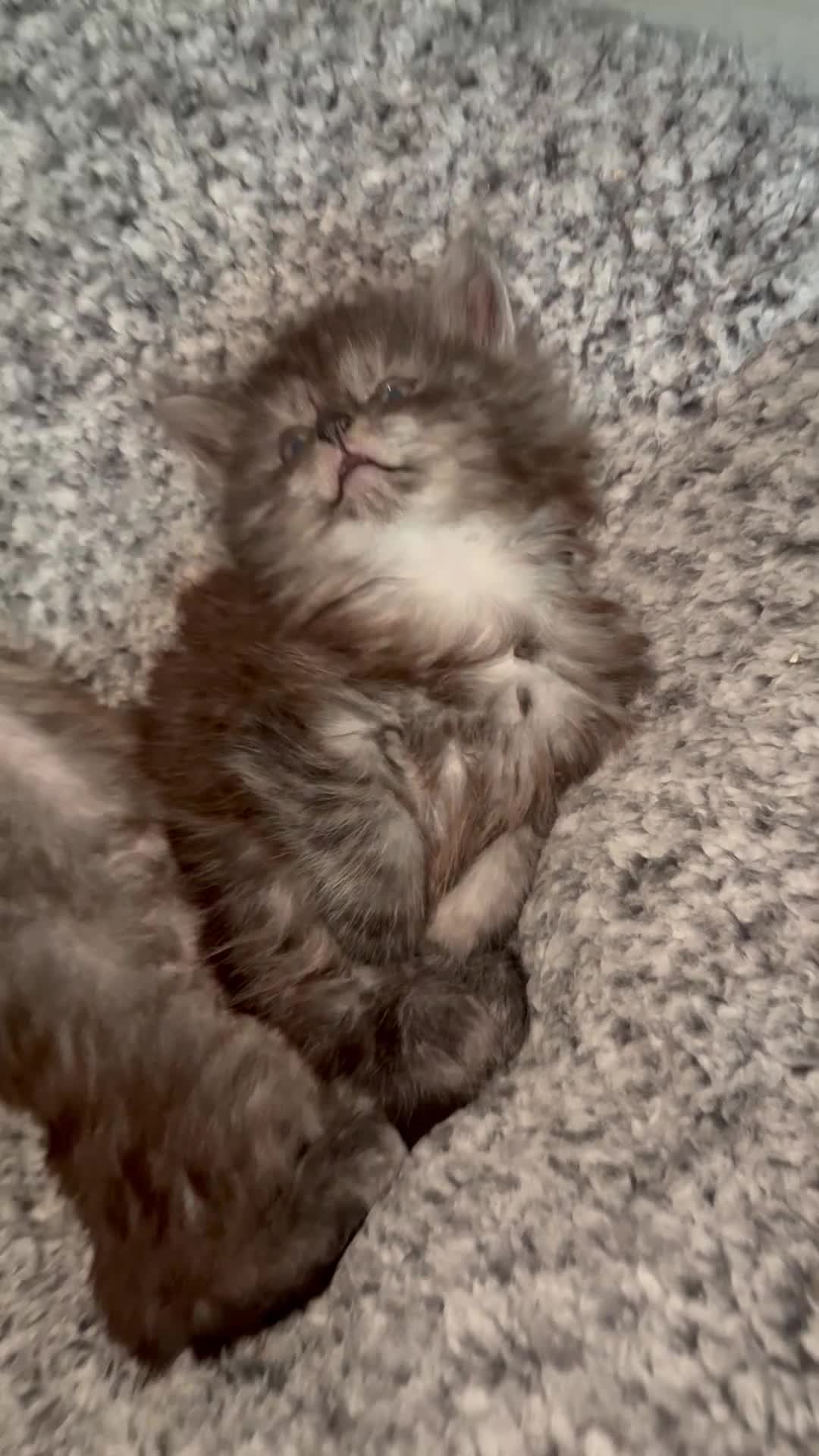 Maine Coon cats for sale: 🐾 Russian Maine Coon Kittens – TICA Registered 🐾 - Video 1