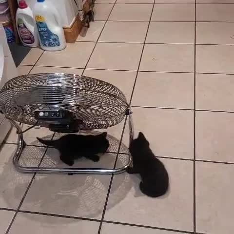 Domestic Shorthair cats for sale: Kittens & mother cat for sale - Video 1