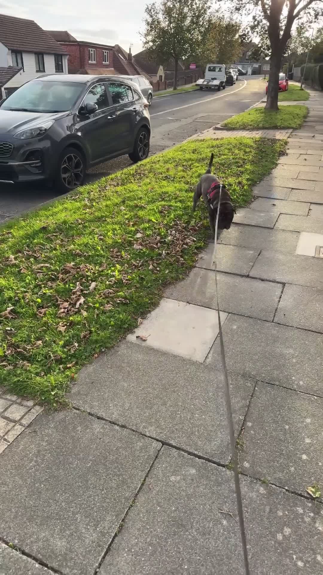 Mixed Breed dogs for sale: Male boxer cross  in Brighton - Video 1