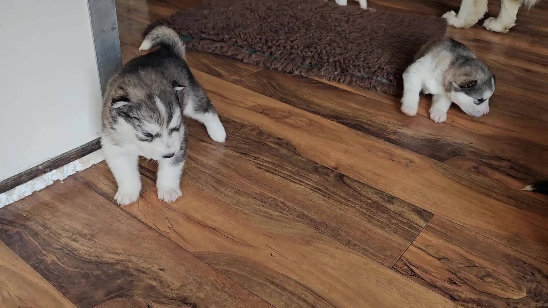 Alaskan Malamute dogs for sale: Full Alaskan Malamute puppies  - Video 2