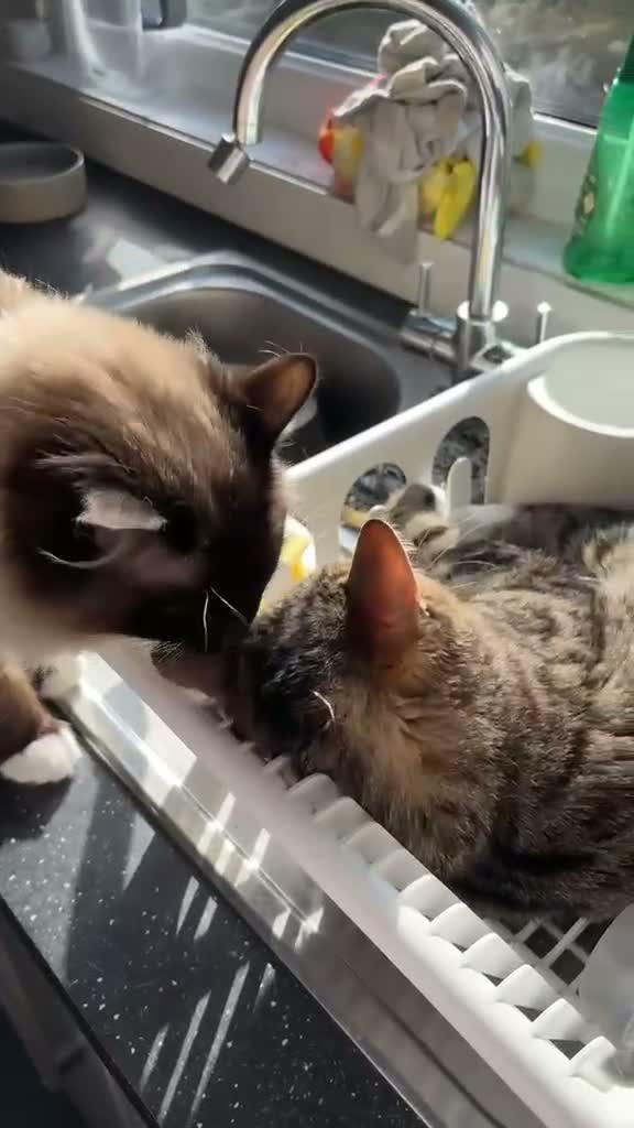 Ragdoll cats for sale: The ragdoll cat Tofu - Video 1
