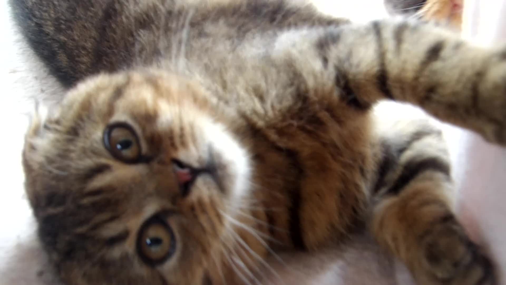 Scottish Fold cats for sale: STUNNING GOLD TABBY F1 FOLDEX MALE KITTEN 🐾 - Video 1
