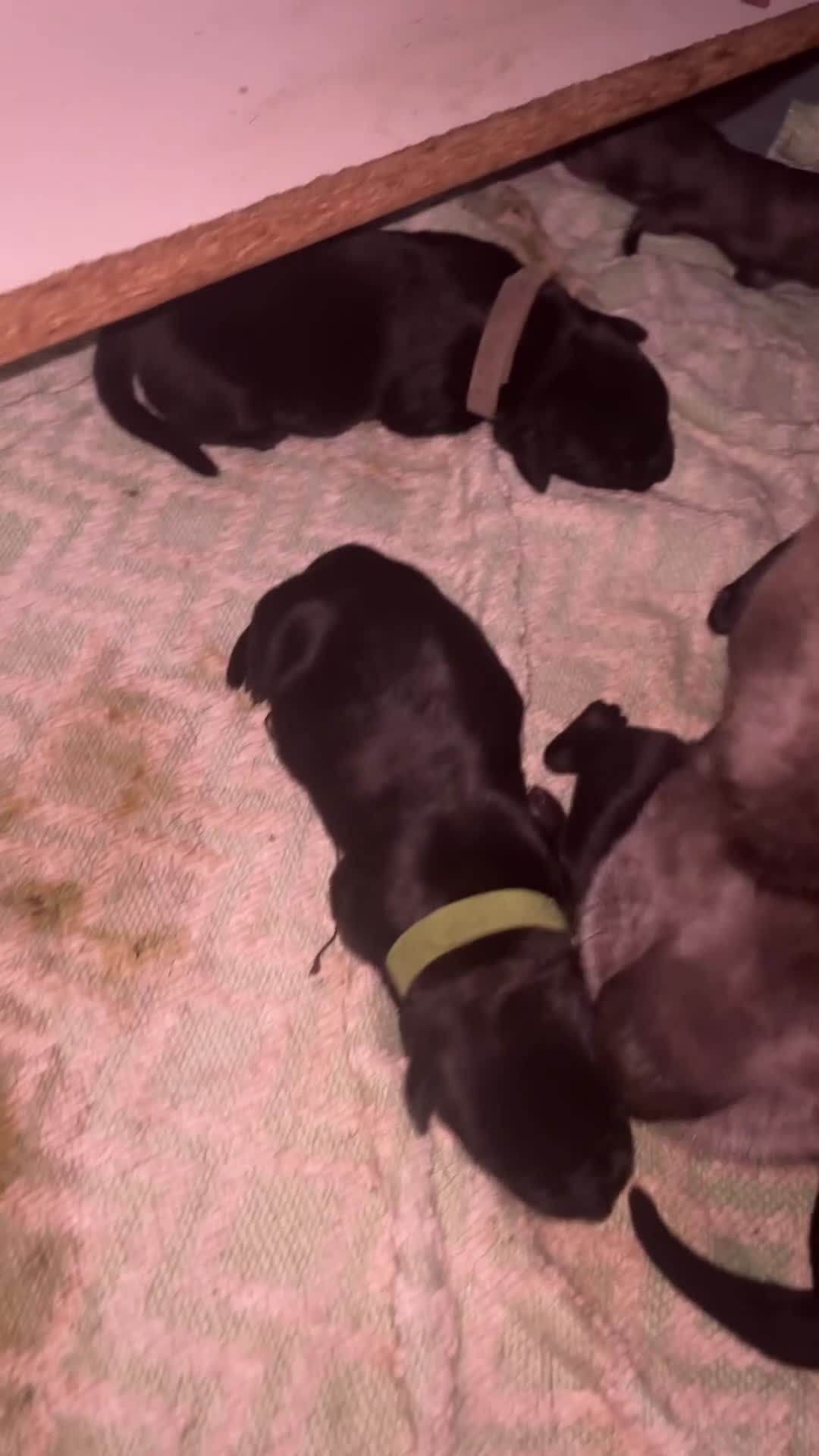 Mixed Breed dogs for sale: Staffador puppies  - Video 2
