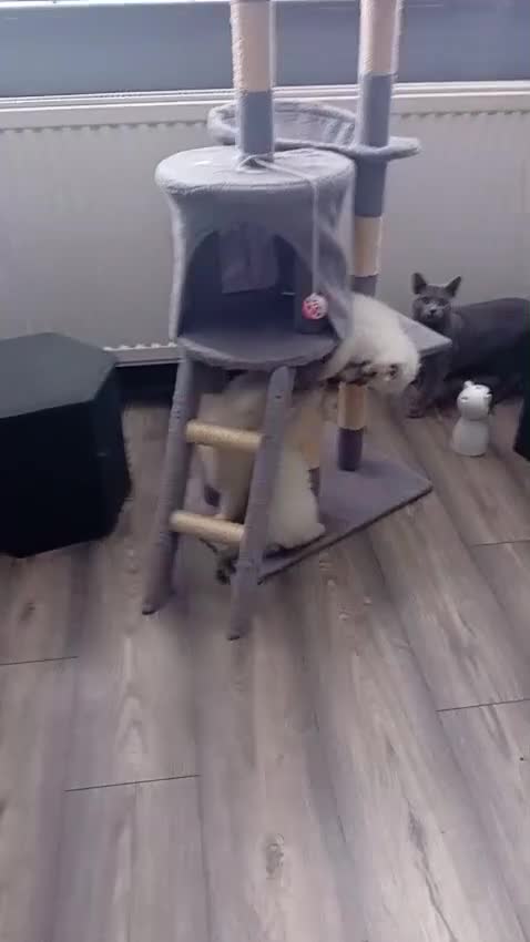 Ragdoll cats for sale: Adorable playful kittens for sale - Video 4