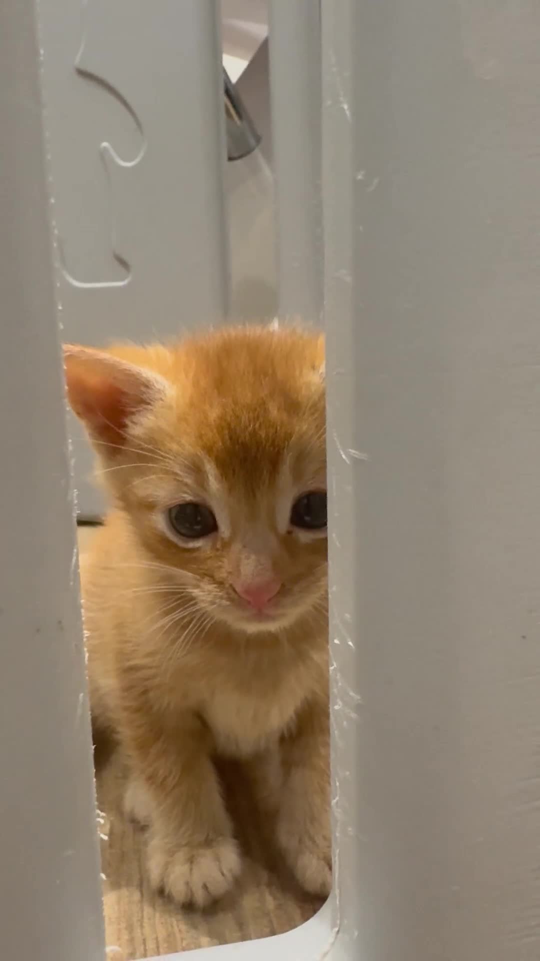 Mixed Breed cats for sale: Last 3 Adorable Ginger Males 🧡 - Video 2