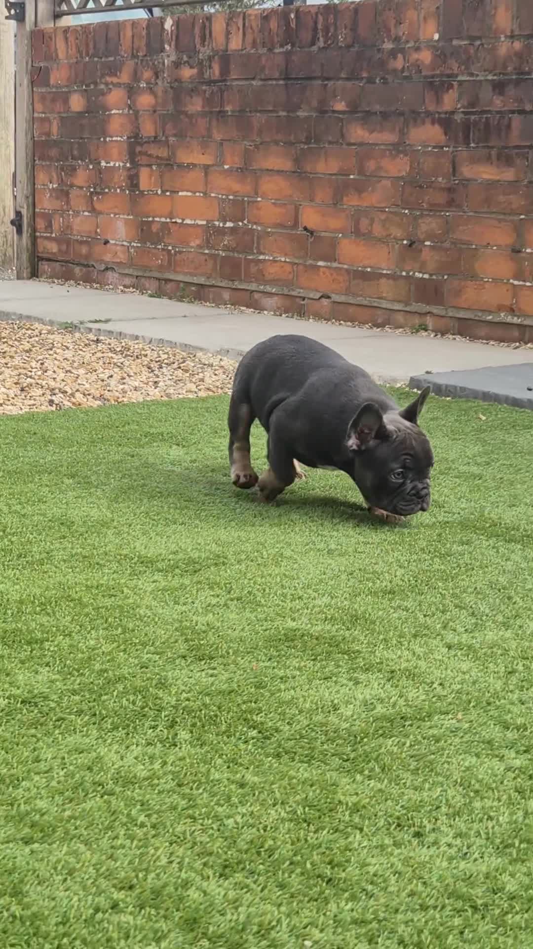 French Bulldog dogs for sale: Last two females ready this weekend, KC Registered - Video 1