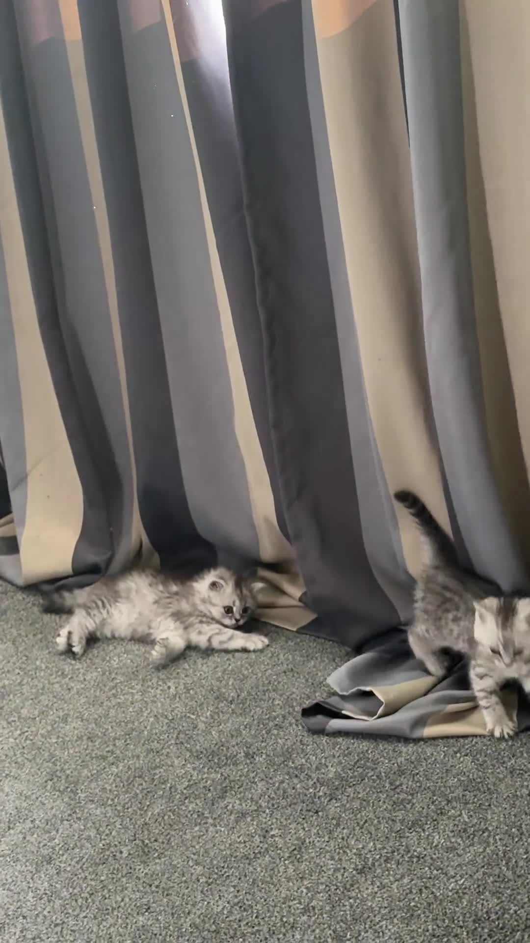 British Shorthair cats for sale: 3 females British shorthair  - Video 1