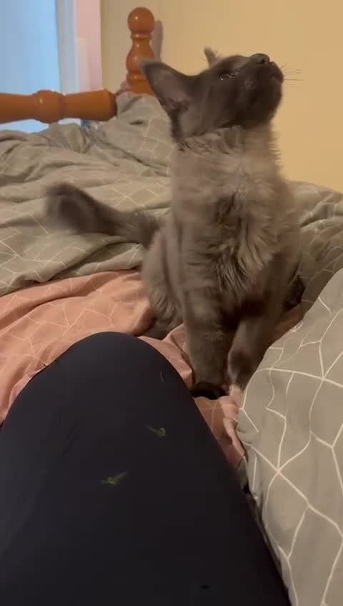 Maine Coon cats for sale: 25% OFF PURE MAINE COONS FROM CHAMPION BLOODLINE! - Video 3