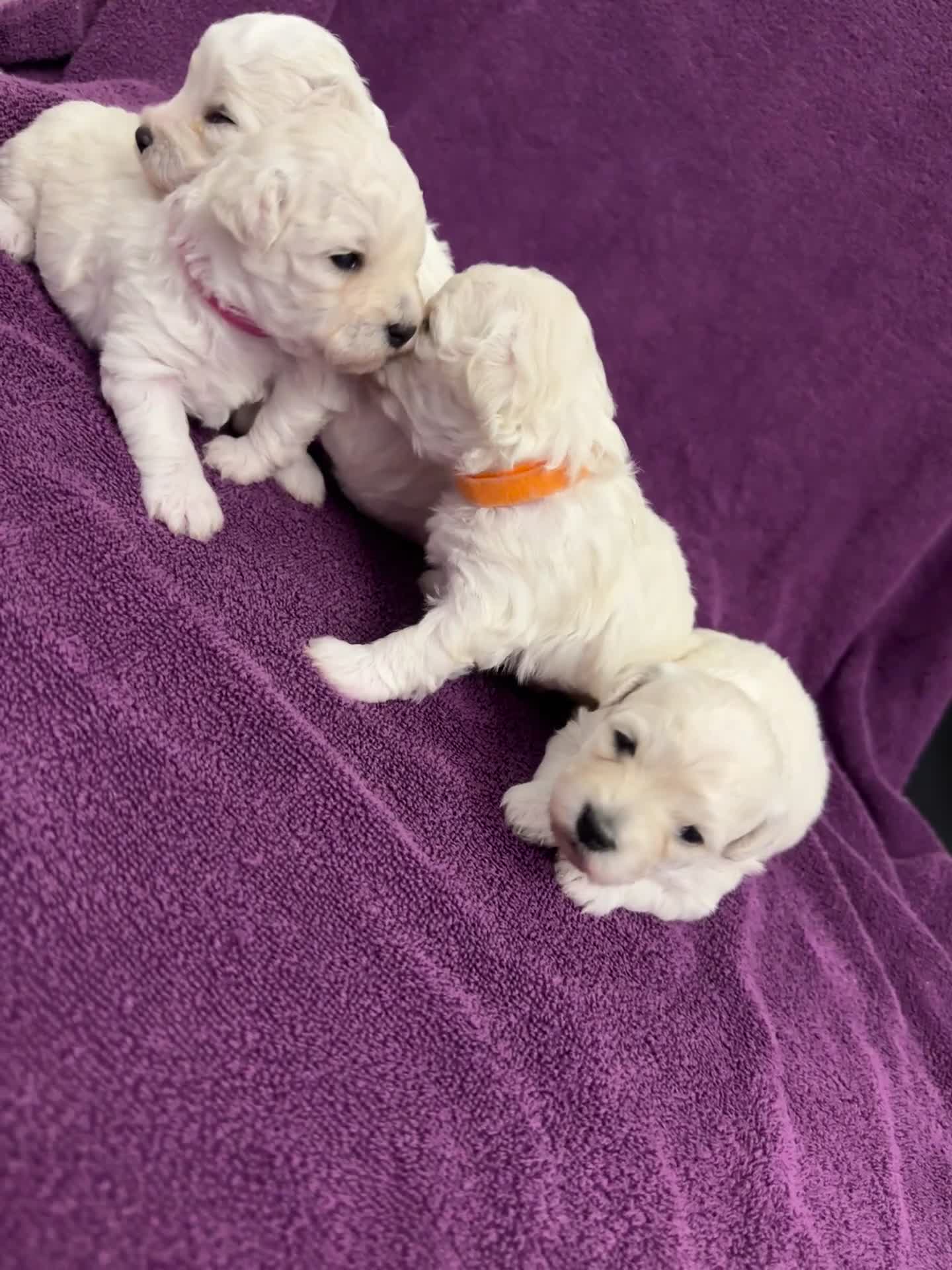 Bichon Frise dogs for sale: ✨ Bichon Frisé Puppies from Champion Bloodlines ✨ - Video 1