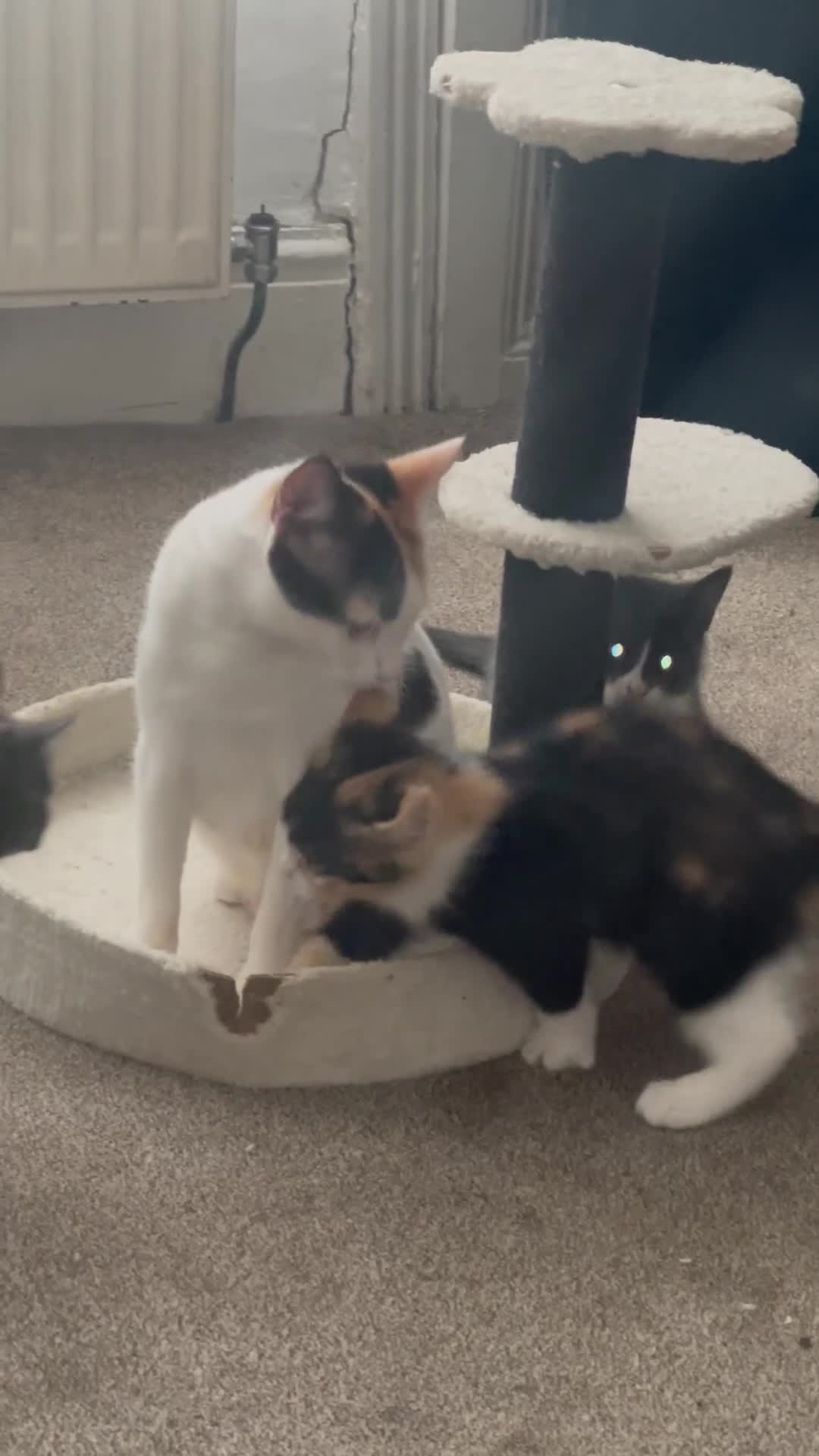 Chartreux cats for sale: Two male grey chartreuse kittens  - Video 1