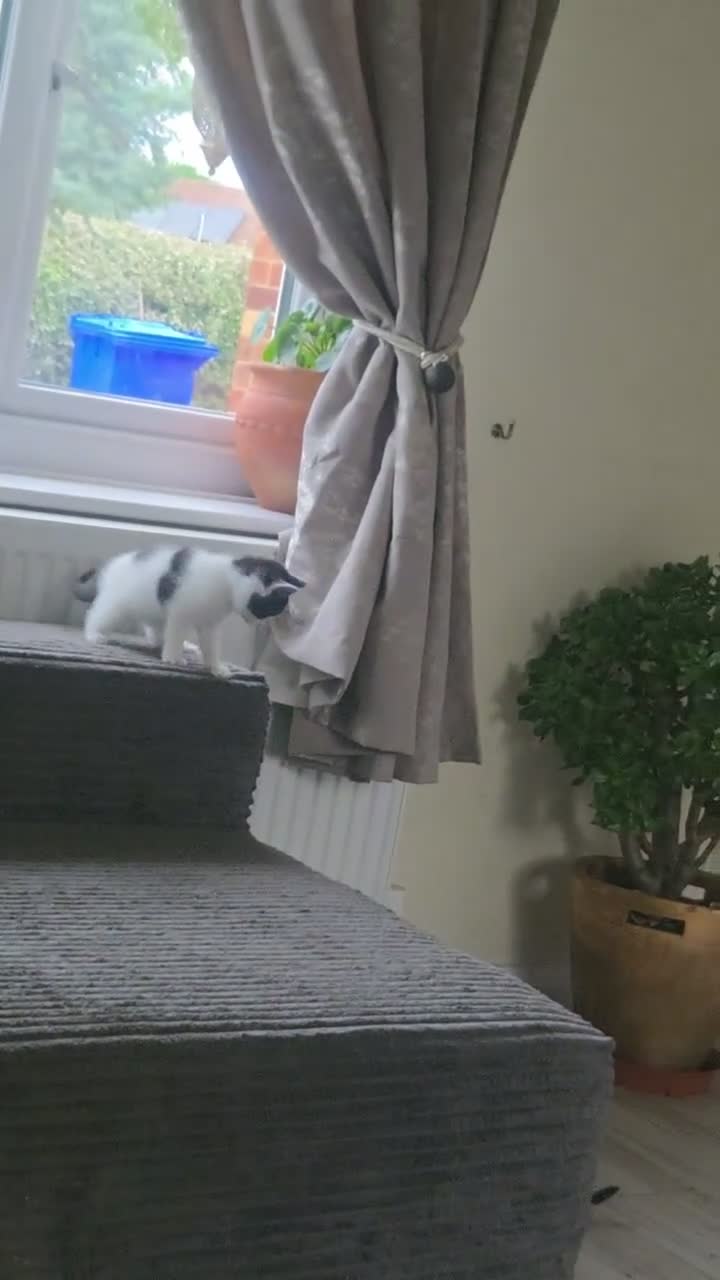 Mixed Breed cats for sale: Lovely kittens - Video 1
