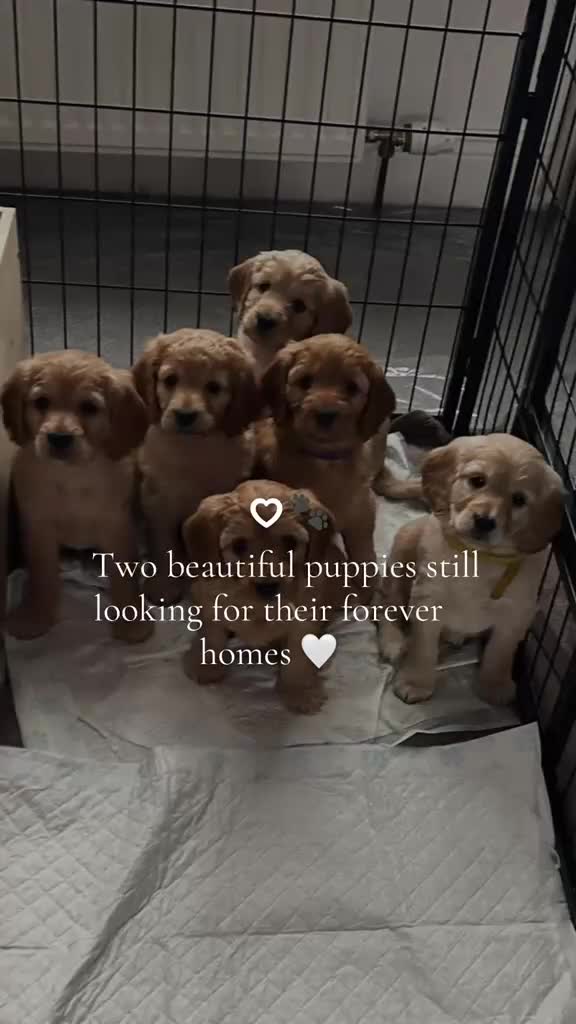 Cockapoo dogs for sale: Cockapoos - Video 1