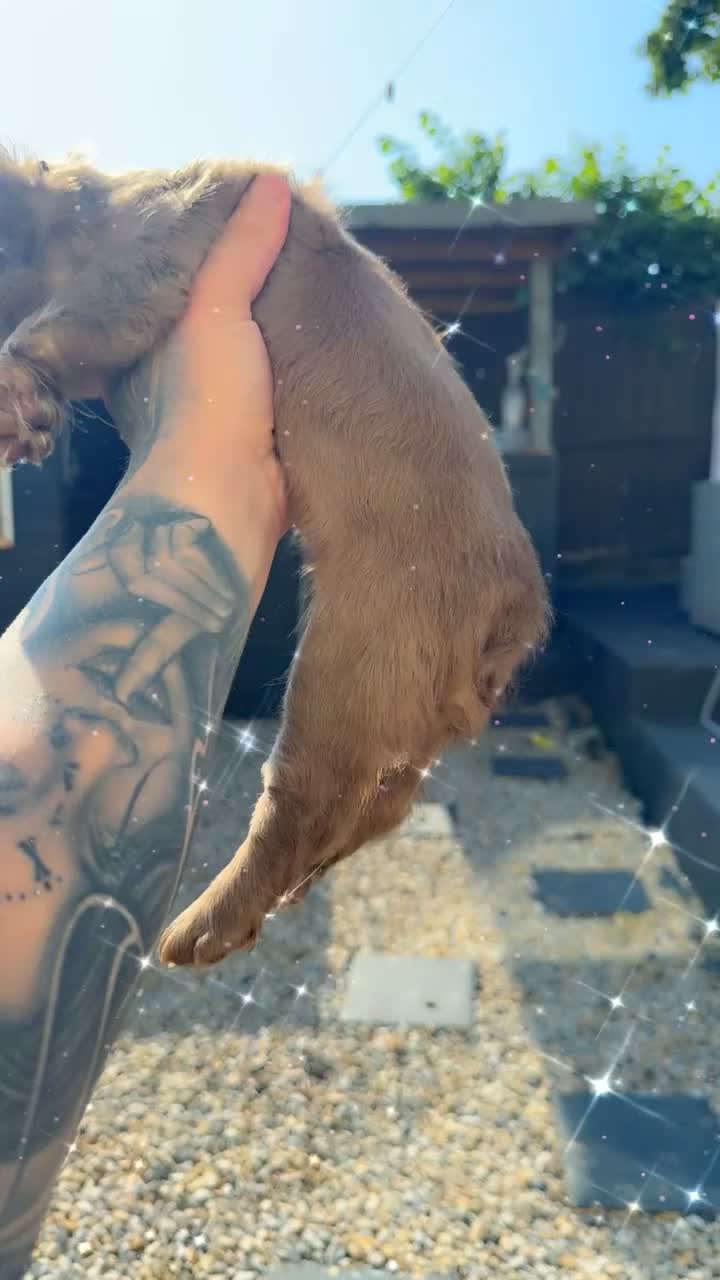 French Bulldog dogs for sale: Fluffy frenchies - Video 4