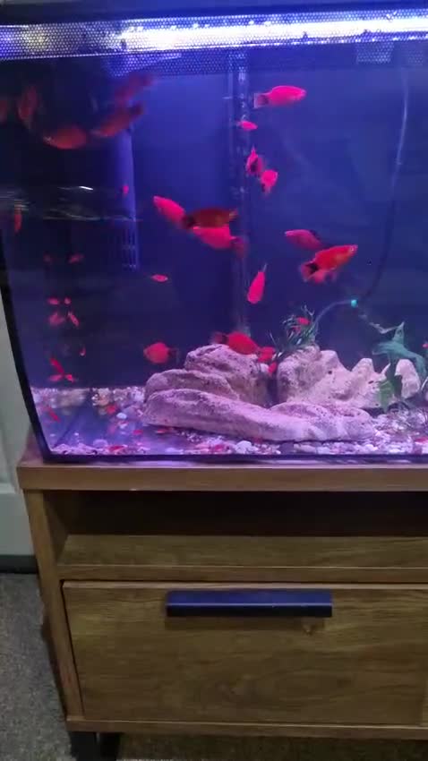 Platies fish for sale: Home bred Platies for sale.  - Video 1