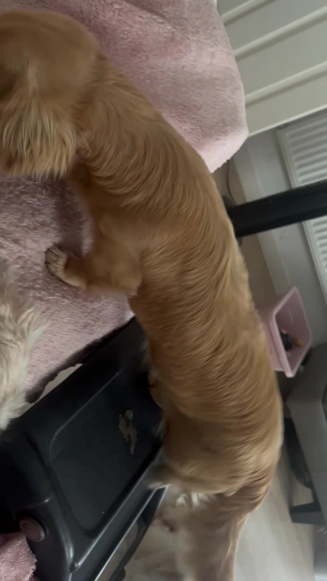Miniature Dachshund dogs for sale: Beautiful KC registered long haired cream girl - Video 3