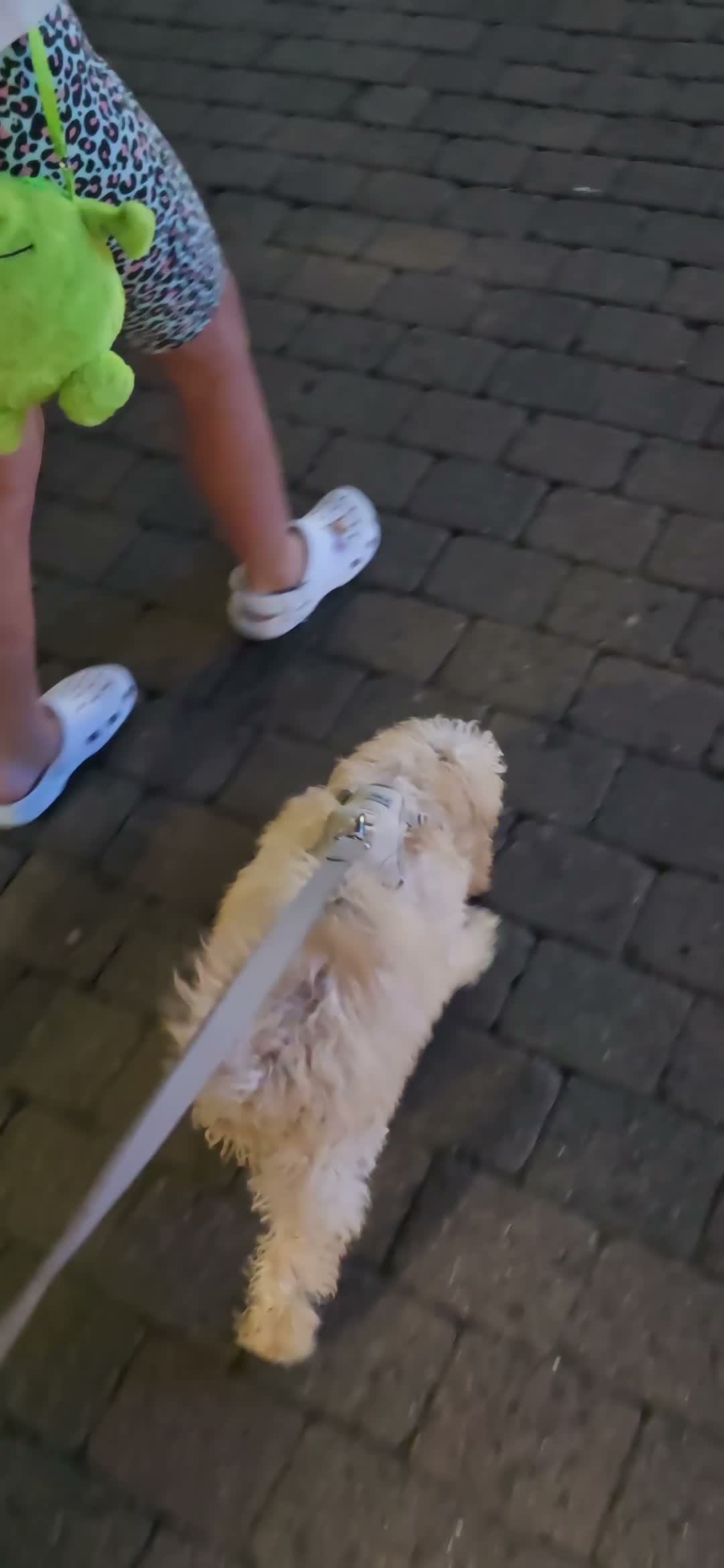 Cockapoo dogs for sale: 🐾 Gorgeous 4-Month-Old Cockapoo Puppy  - Video 1