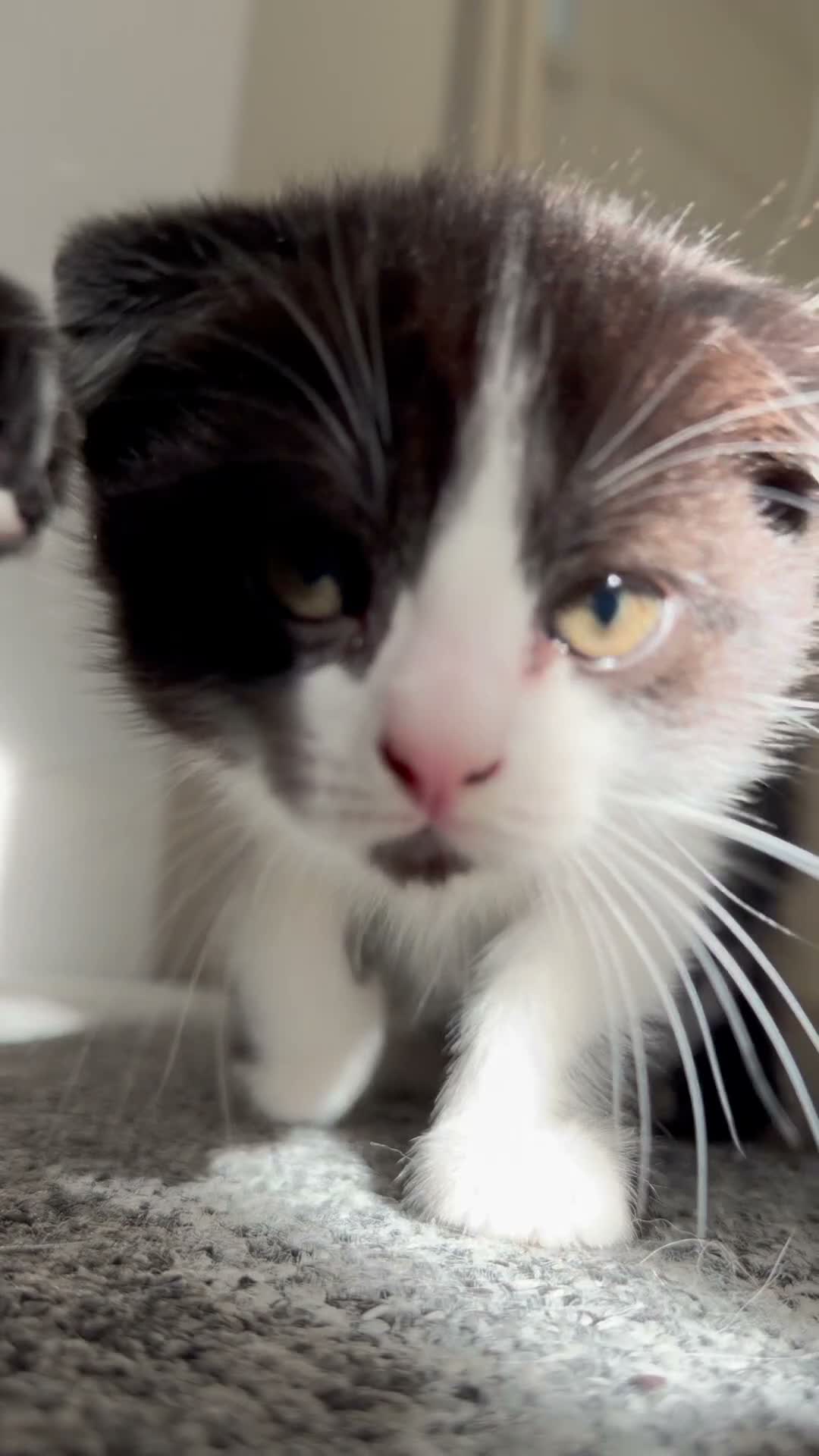 Scottish Fold cats for sale: 🖤🤍Adorable Scottish Kitten Ready for Loving Home - Video 2