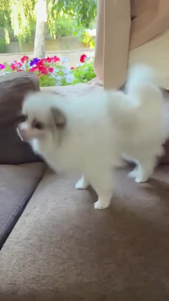 Pomeranian dogs for sale: Pomeranian Boy left Price Reduce! - Video 2