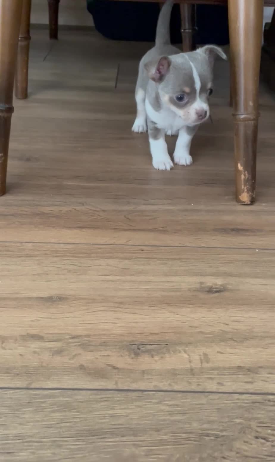 Chihuahua dogs for sale: Lilac girl in Grimsby - Video 2