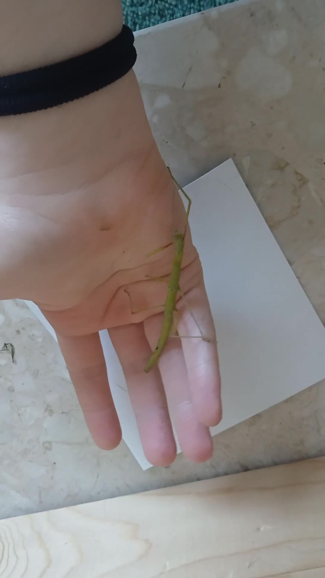 Stick Insects invertebrates for sale: Indian stick insects for sale  - Video 1