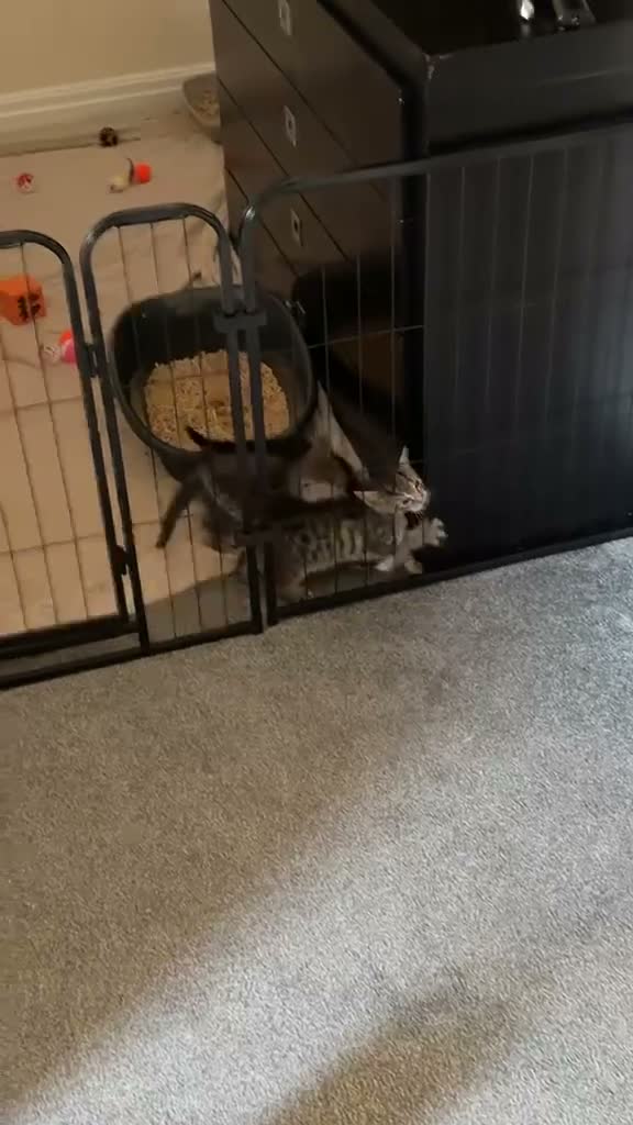 Mixed Breed cats for sale: Black and white girl and Tiger girl - Video 1