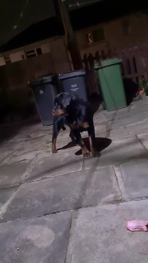 Rottweiler dogs for sale: Rottweiler male Top quality  - Video 1