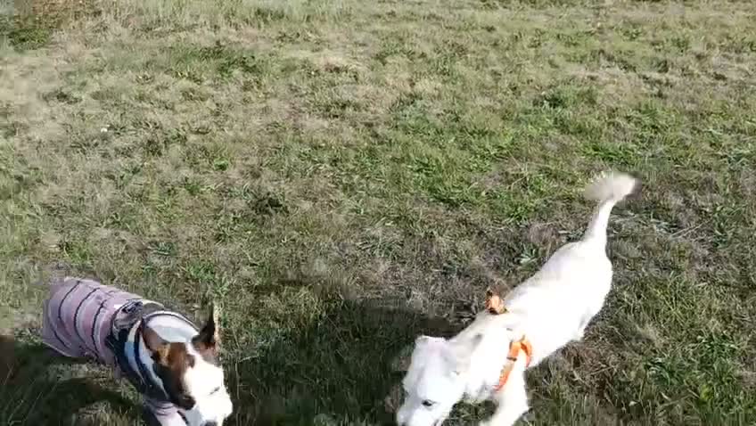 Mixed Breed dogs for adoption: Tam 🐶💙 - Video 3