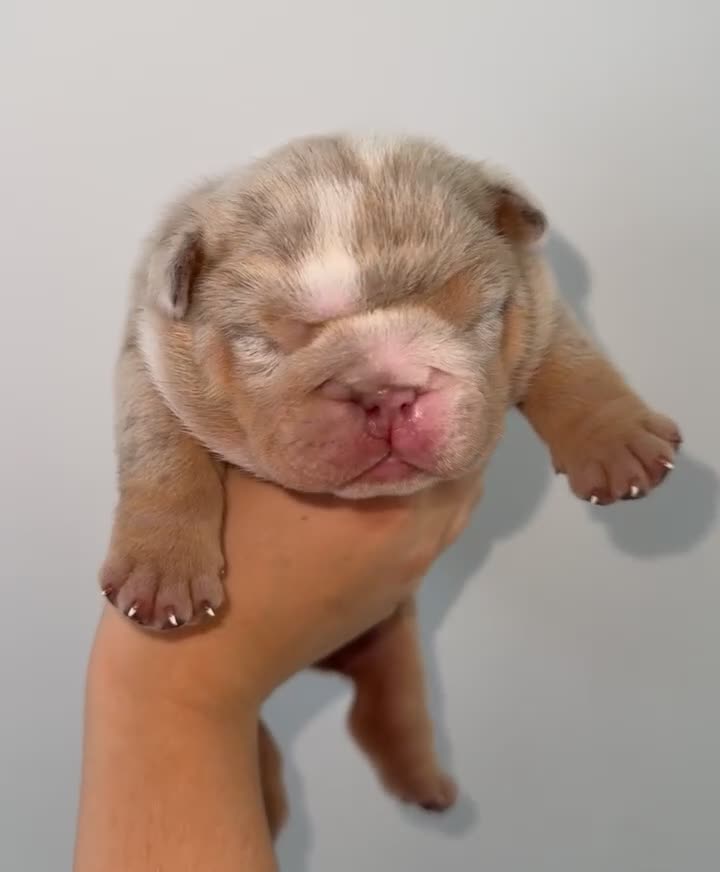 English Bulldog dogs for sale: Beautiful Lilac Tri English Bulldogs - Video 4