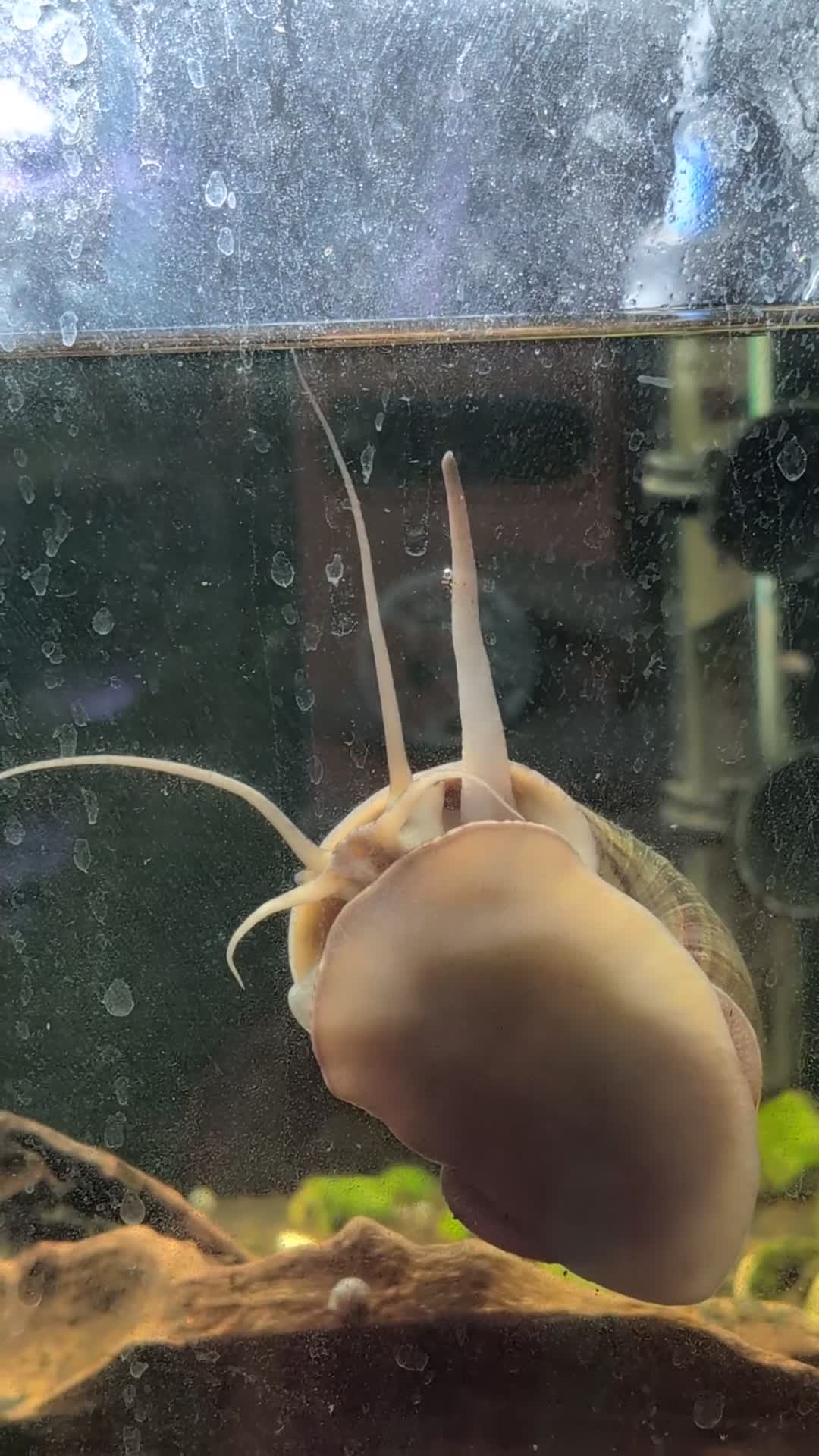 Snails fish for sale: Apple snail - Video 1