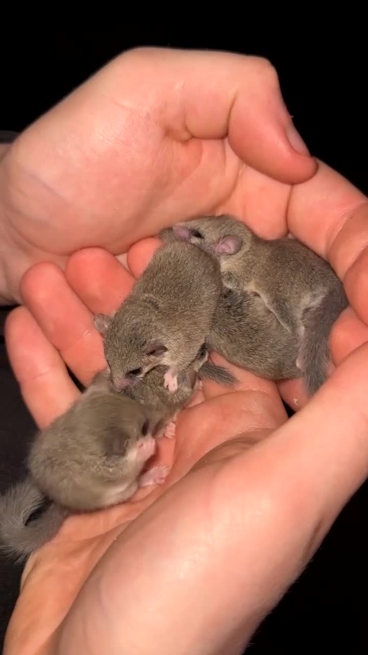 Mouse rodents for sale: African Pygmy dormice (micro squirrels)  - Video 4