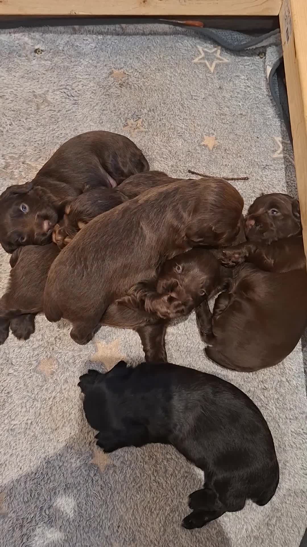 Cocker Spaniel dogs for sale: Working Cocker Spaniel Puppies - Video 3