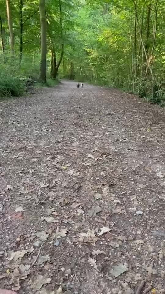 Mixed Breed dogs for sale: My Girl Jessie Shih Tzu x Westie - Video 1