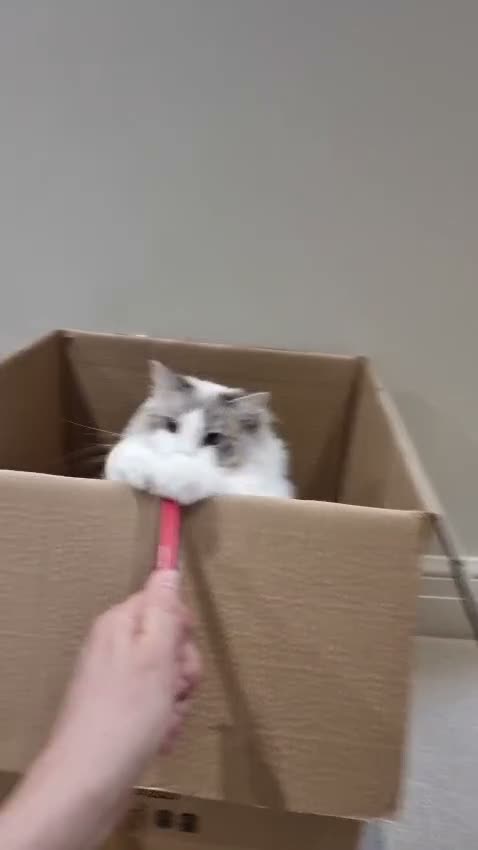 Ragdoll cats for sale: Pedigree Blue Bicolour Male Ragdoll - Video 1