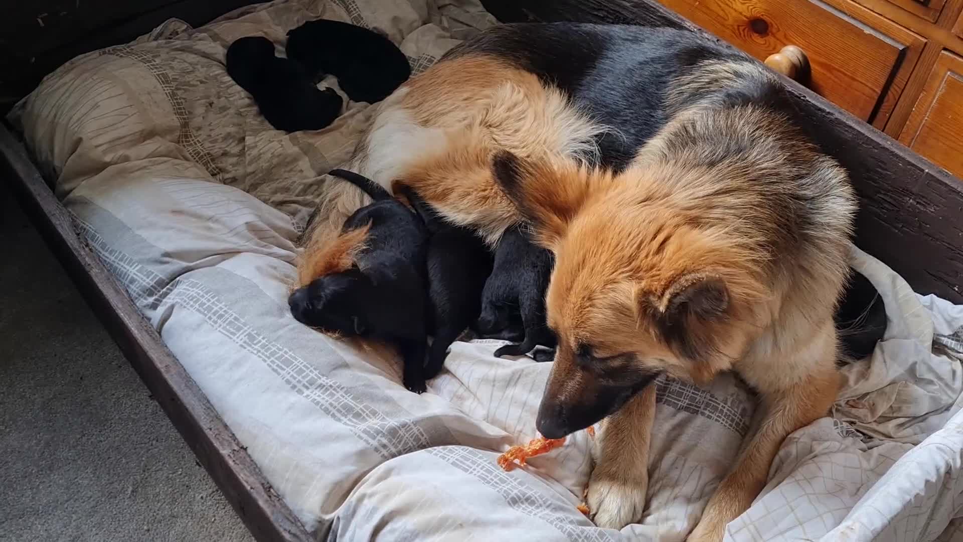 German Shepherd dogs for sale: 1 very large  longhaired Black gsd male . in Lockerbie - Video 1