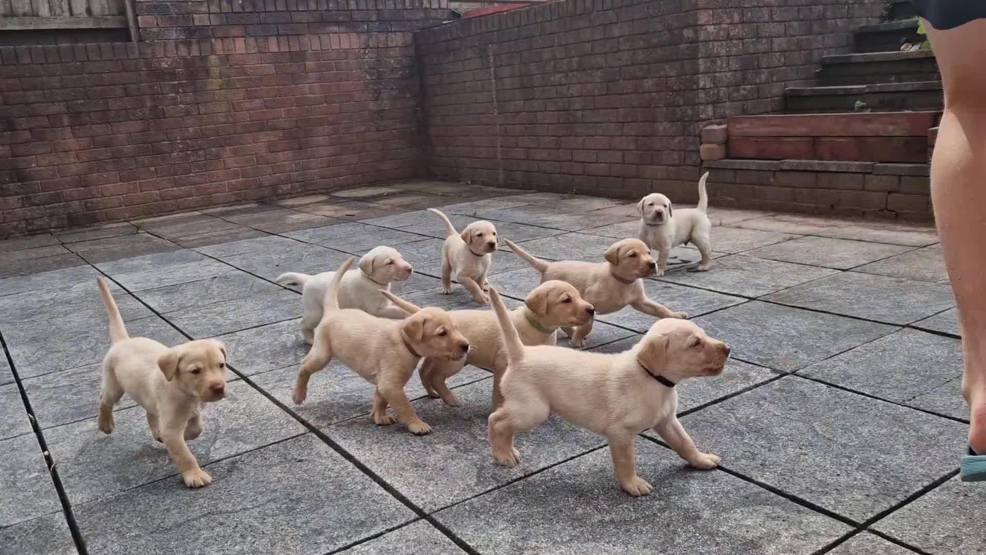 Labrador Retriever dogs for sale: ❗️REDUCED REDUCED READY TO GO❗️5 AVAILABLE in Cwmbran - Video 3