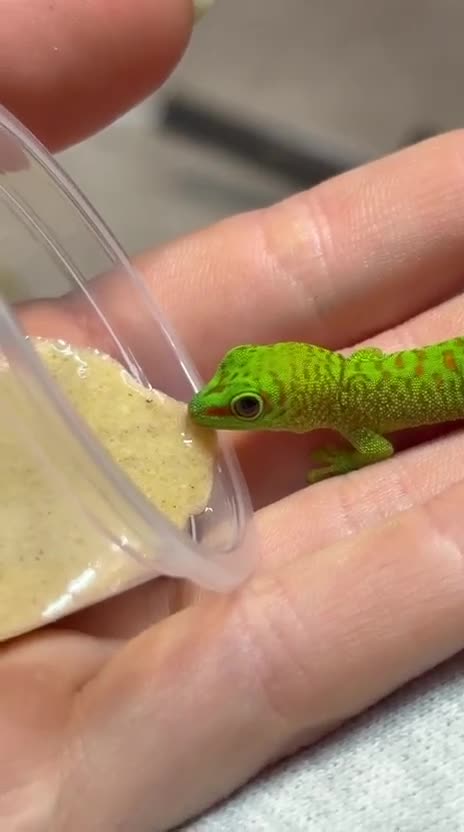 Gecko reptiles for sale: Baby giant madagascan day gecko - Video 1