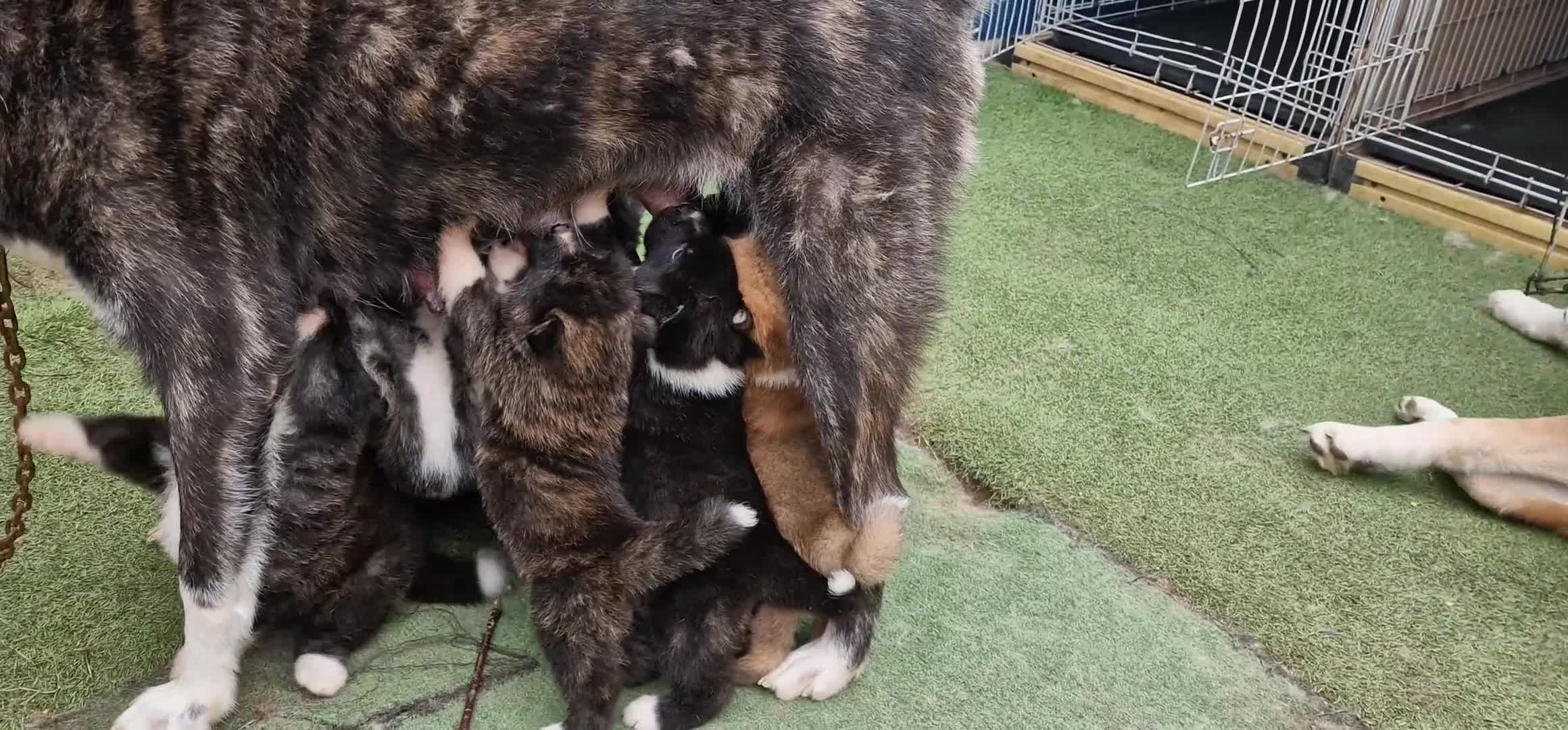 Akita dogs for sale: Akita Inu Japonese - Video 2