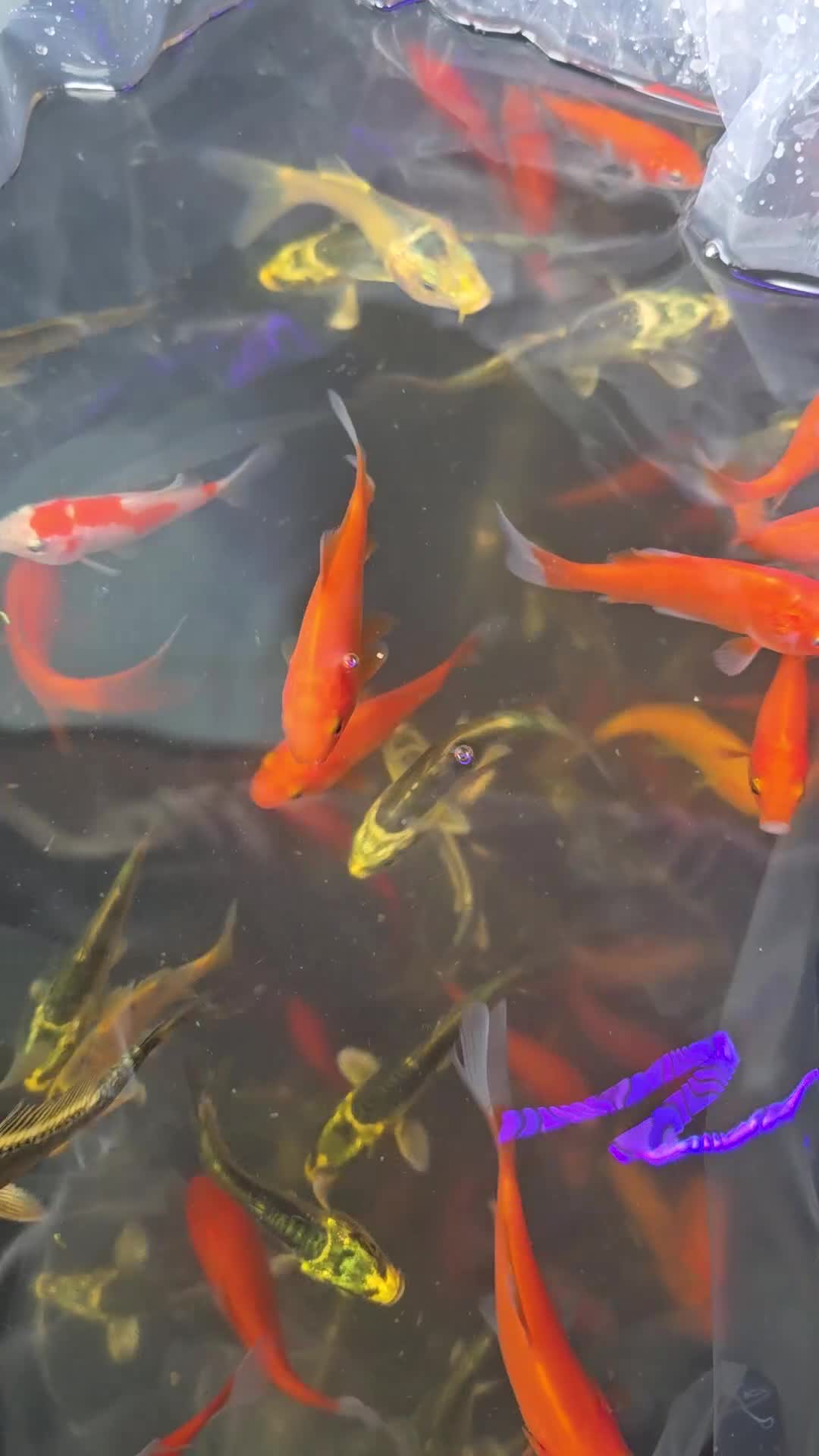 Koi Carp fish for sale: Pond fish  gost carp  gold fish  and more - Video 1