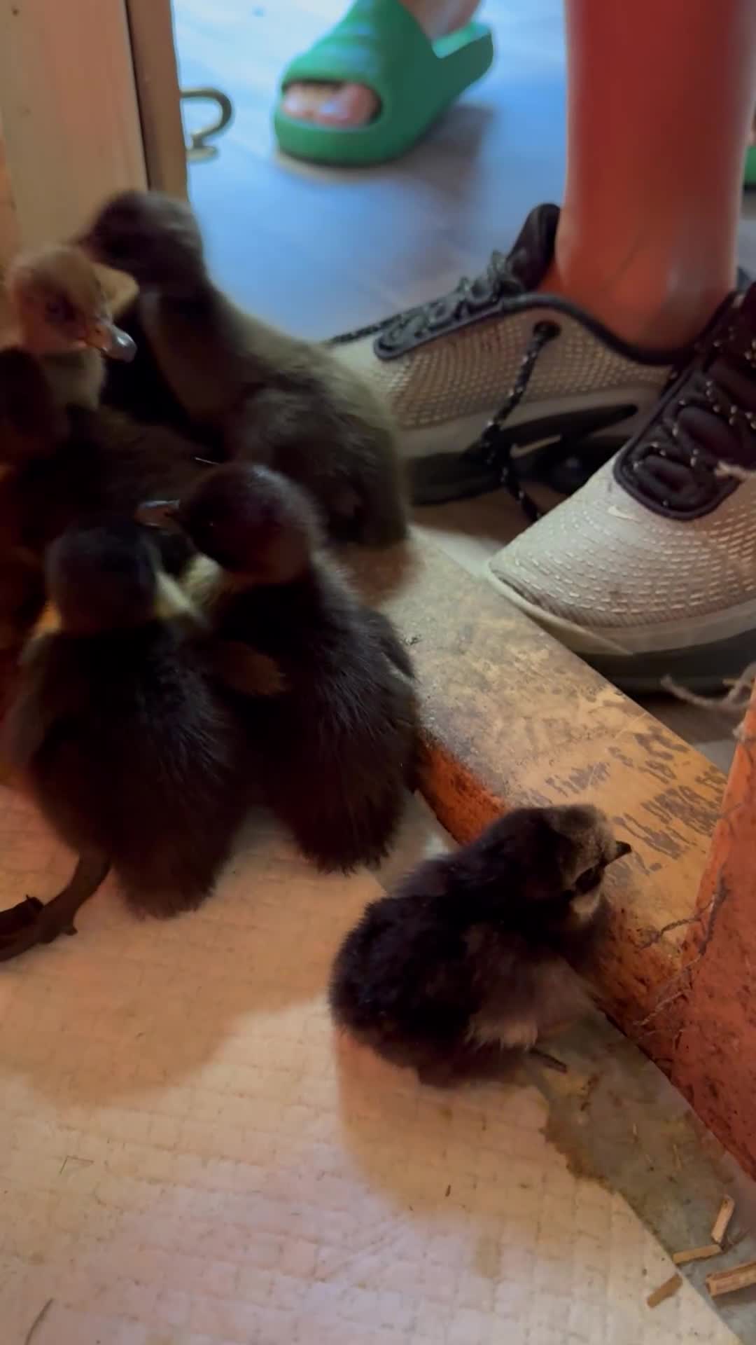 Ducks poultry for sale: Indian Runner Ducklings & Silkie Chics - Video 2