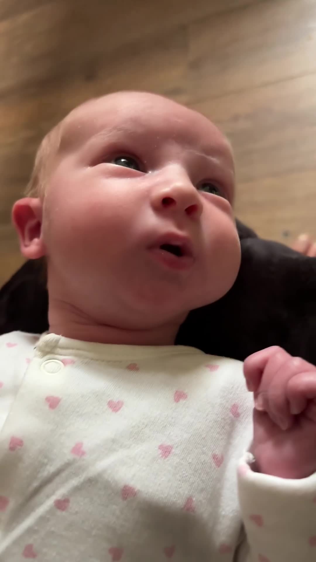 Cavapoo dogs for sale: Cavapoo Puppies  in Nuneaton - Video 2