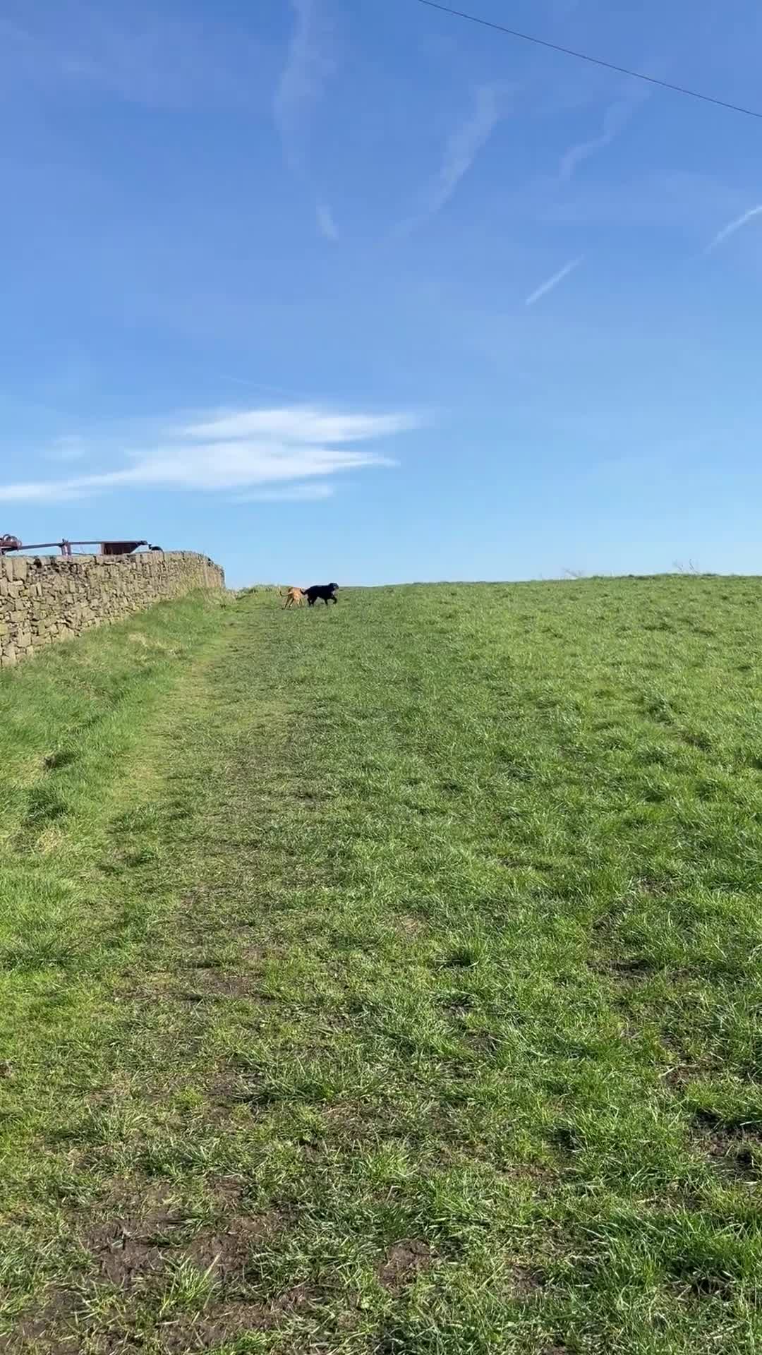 Mixed Breed dogs for sale: Truly Stunning Female cavador  - Video 1