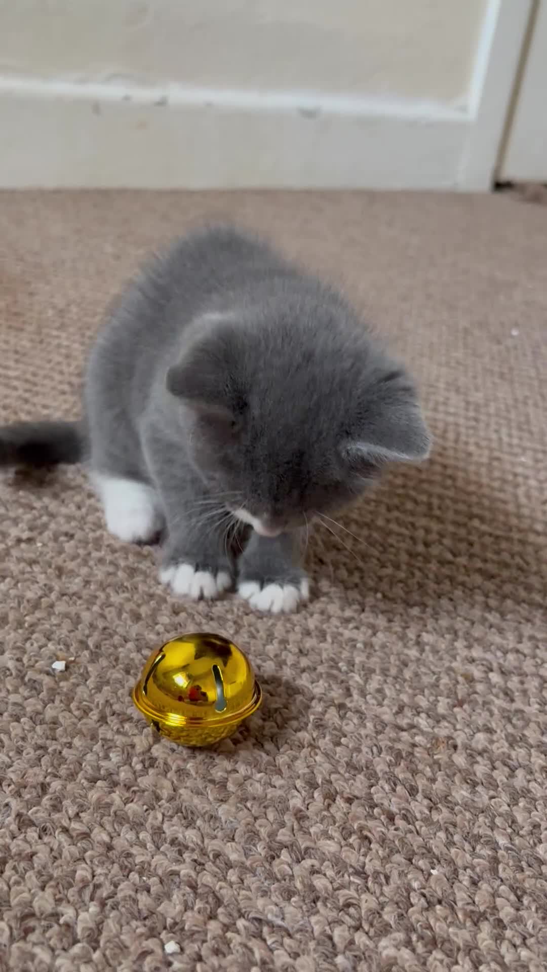 Mixed Breed cats for sale: Gorgeous kittens  - Video 1