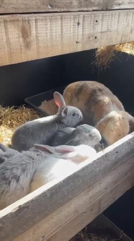 Mini Lop rabbits for sale: Beautiful Lop ear Rabbits - Video 1