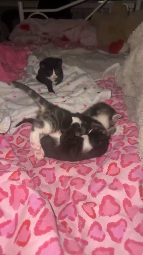 Mixed Breed cats for sale: 3 female kittens ready to go  - Video 1