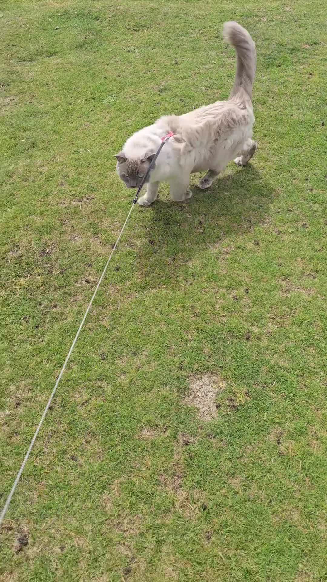Ragdoll cats for sale: Affectionate Loving Male Ragdoll in Paignton - Video 1