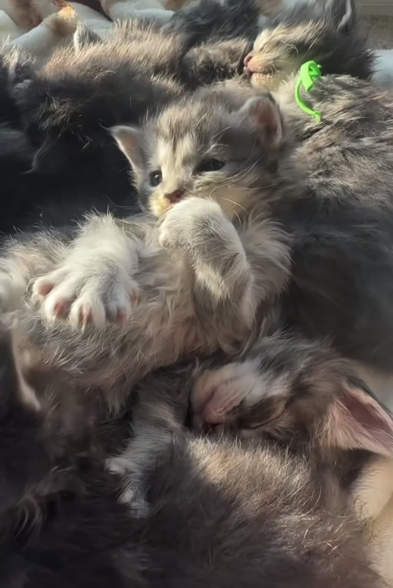 Maine Coon cats for sale: Pedigree Maine coon kittens - Video 1