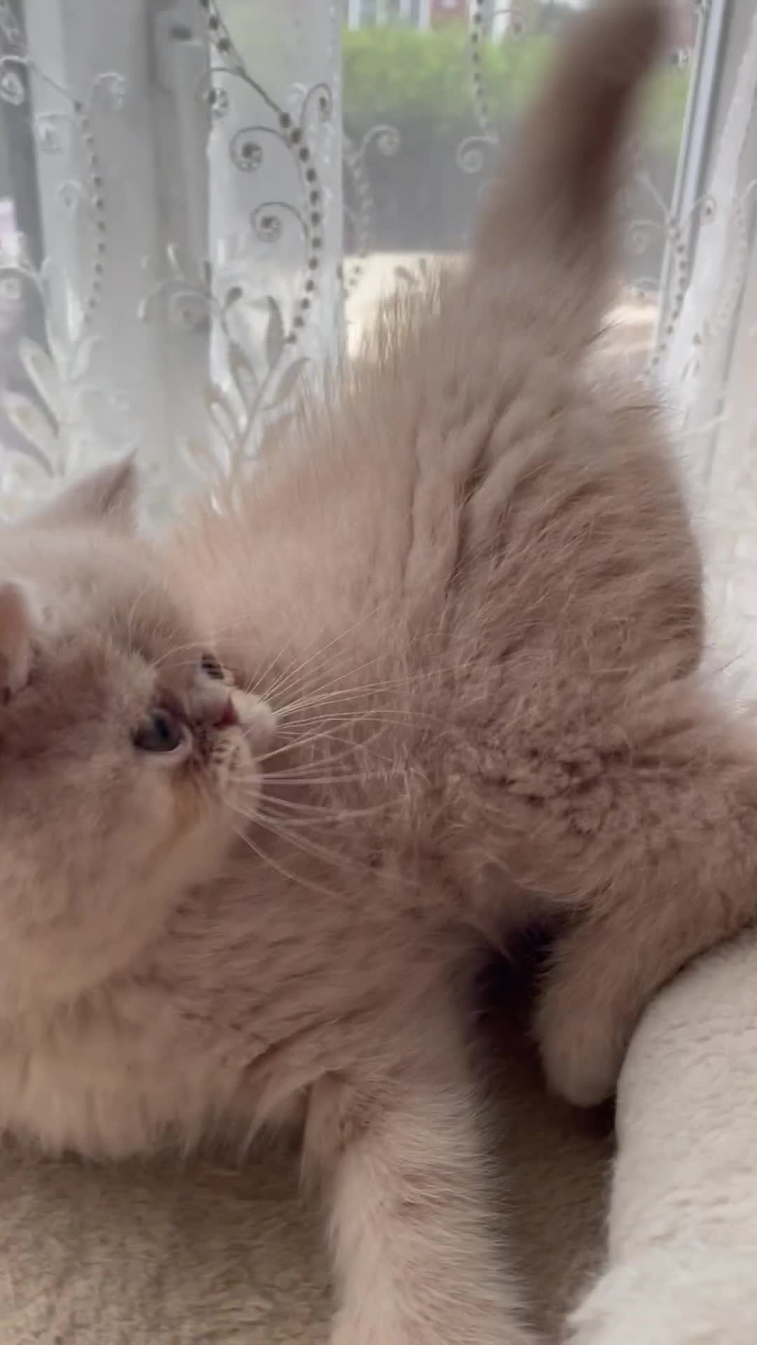 Exotic cats for sale: Gorgeous girl ready now - Video 1