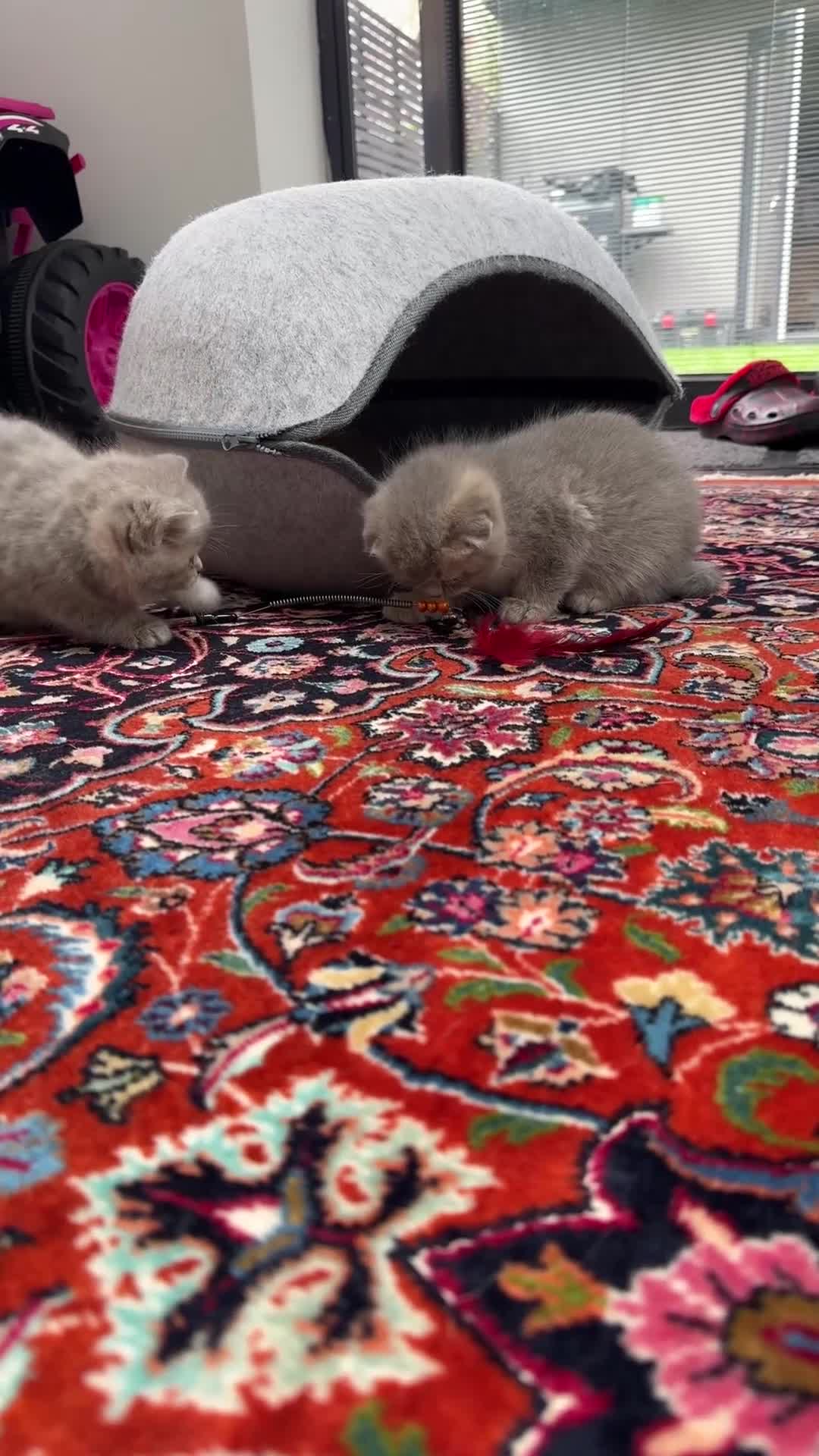 Scottish Fold cats for sale: Full pedigree Scottish fold kittens - Video 5