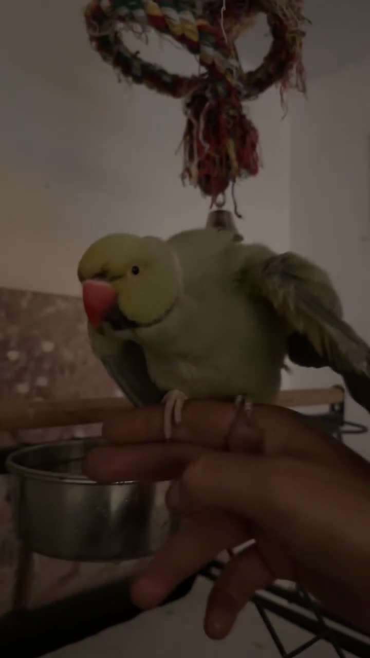 Ringnecks birds for sale: Mr Pea  - Video 3