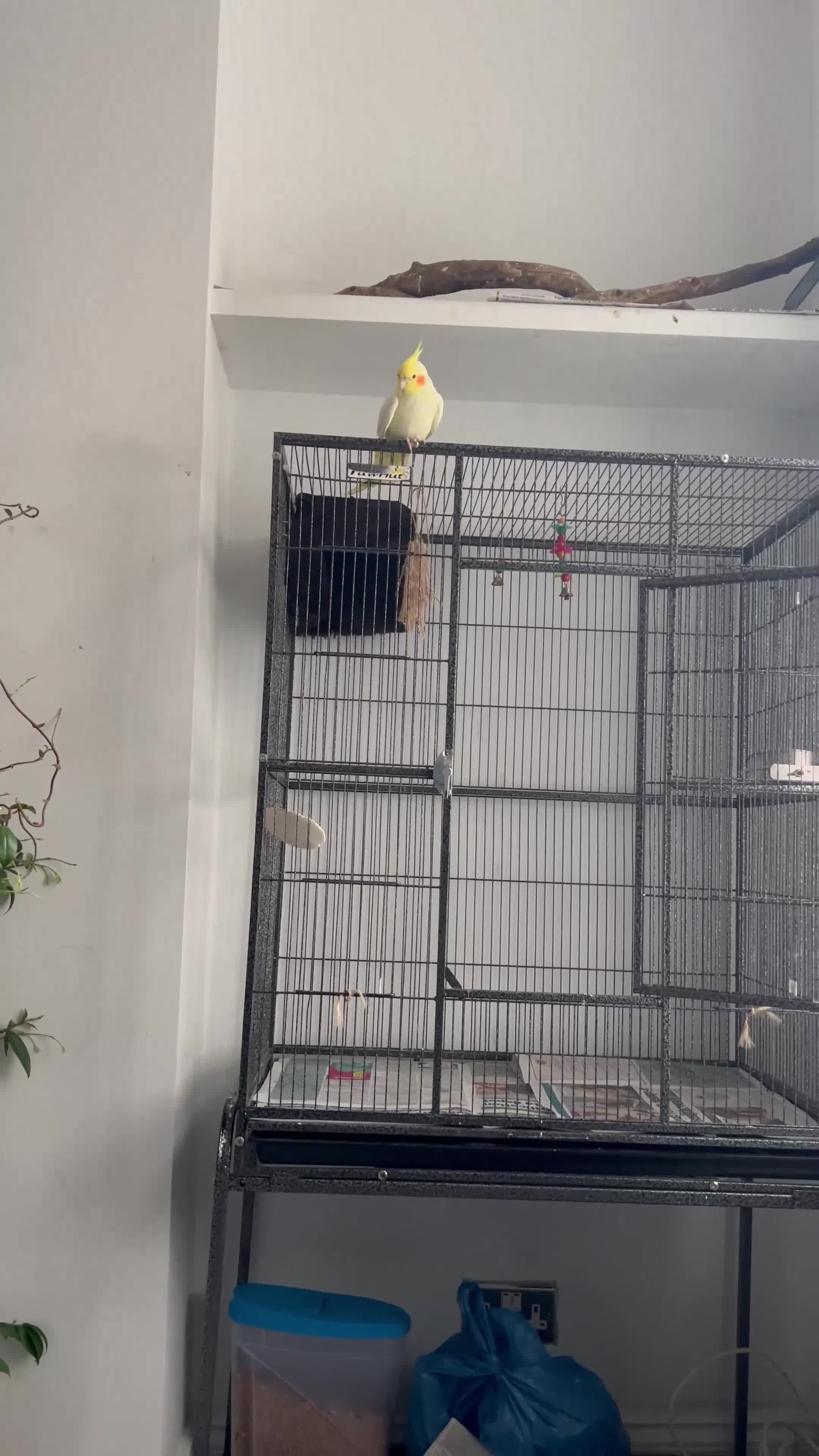 Cockatiels birds for sale: Semi tamed Male and female cockatiels and cage - Video 3